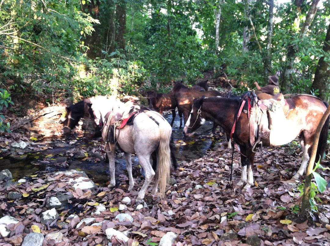 El Pinto Horseback Riding Expeditions景点图片