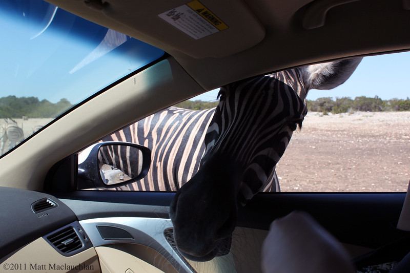 天然桥野生动物牧场-圣安东尼奥市必去景点