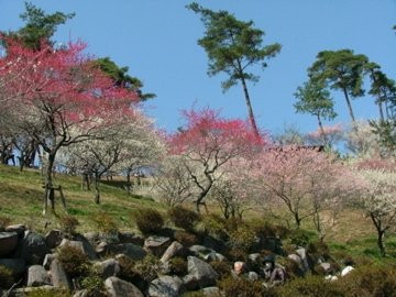 Yoshino Prum Groves-青梅市必去景点