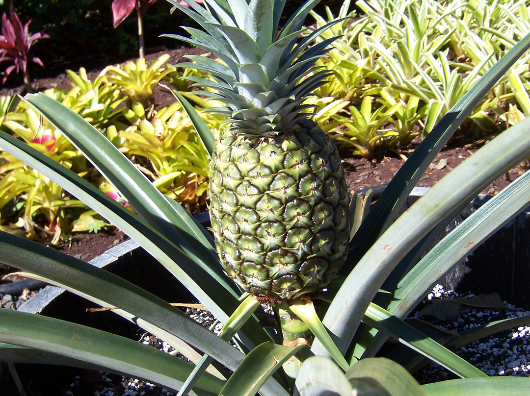 杜尔凤梨园-瓦西瓦必去景点