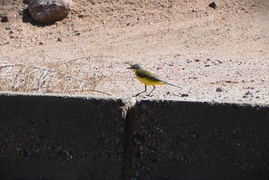 Aqaba Bird Observatory景点图片