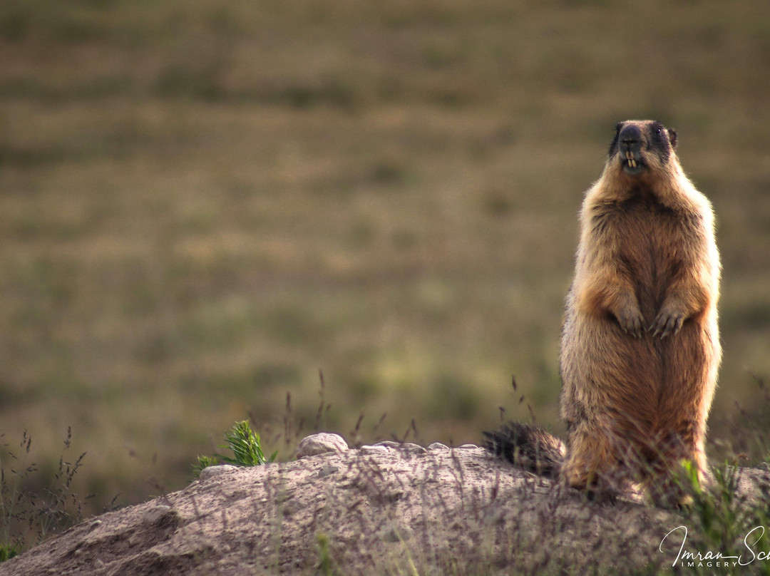 Deosai National Park景点图片