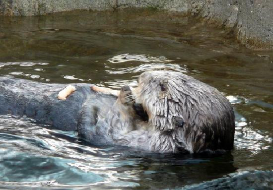 温哥华水族馆-温哥华必去景点