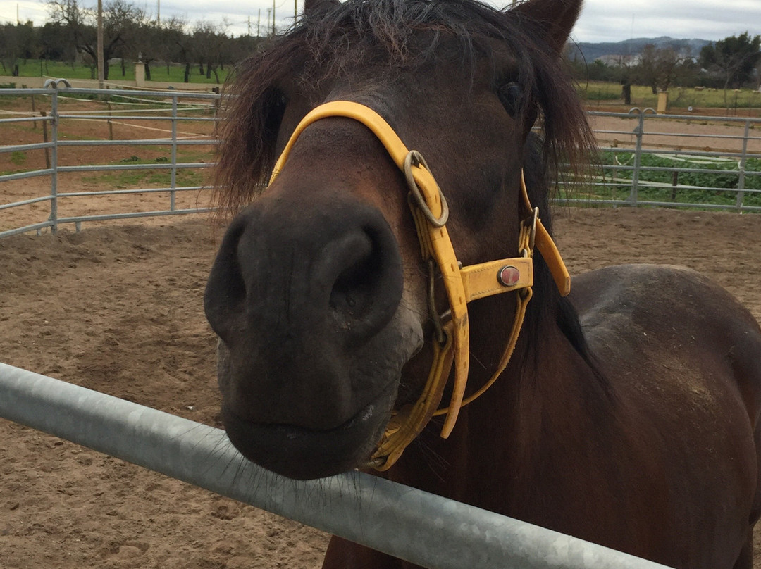 Club Hipico Es Pi-马洛卡帕尔马必去景点