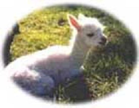 Rolling Hills Alpacas-Central Point必去景点