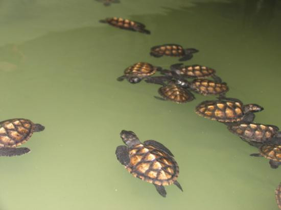 Bluewater Island Resort Aquarium-维拉港必去景点