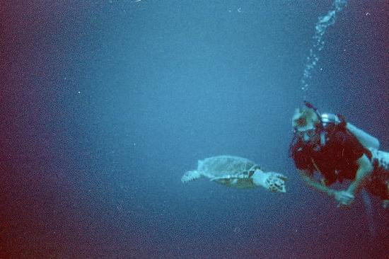 DNS Diving-七哩滩必去景点