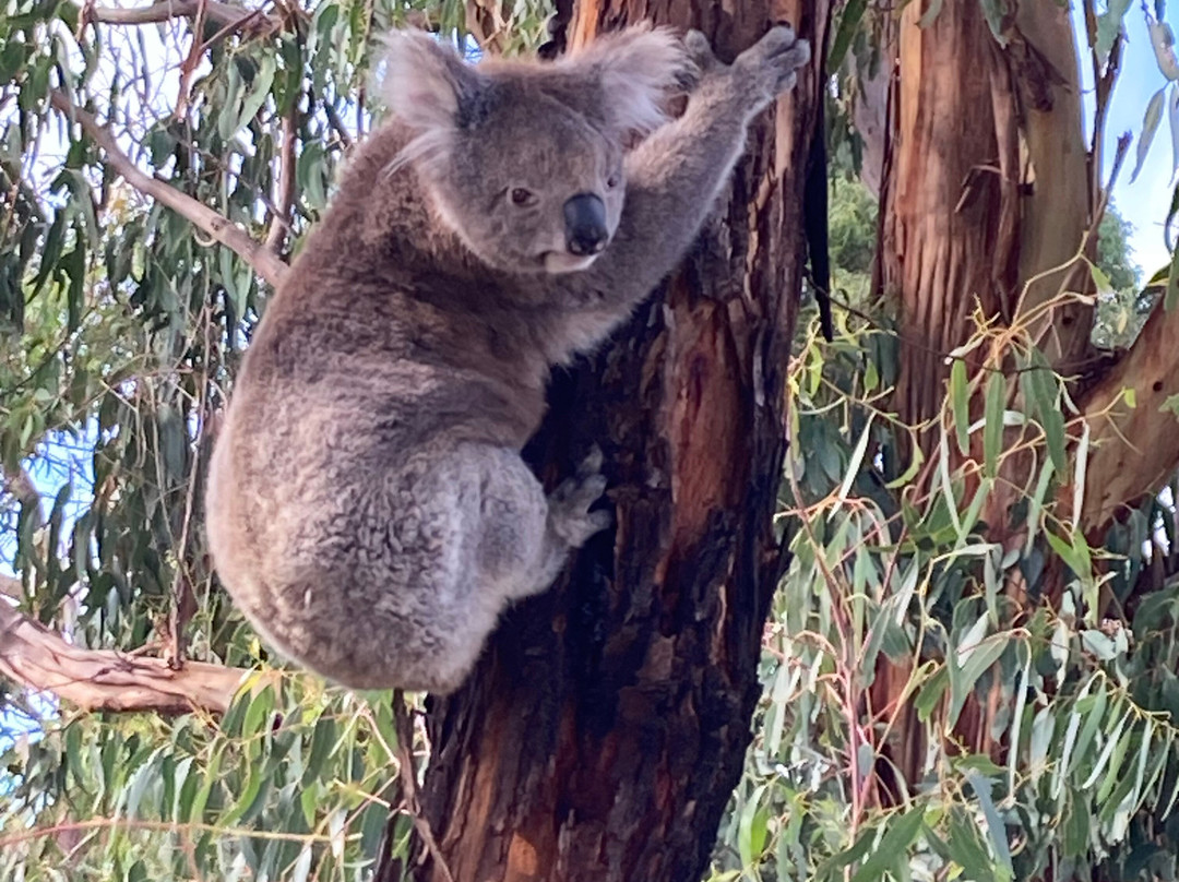 Hanson Bay Wildlife Sanctuary-Hanson Bay必去景点
