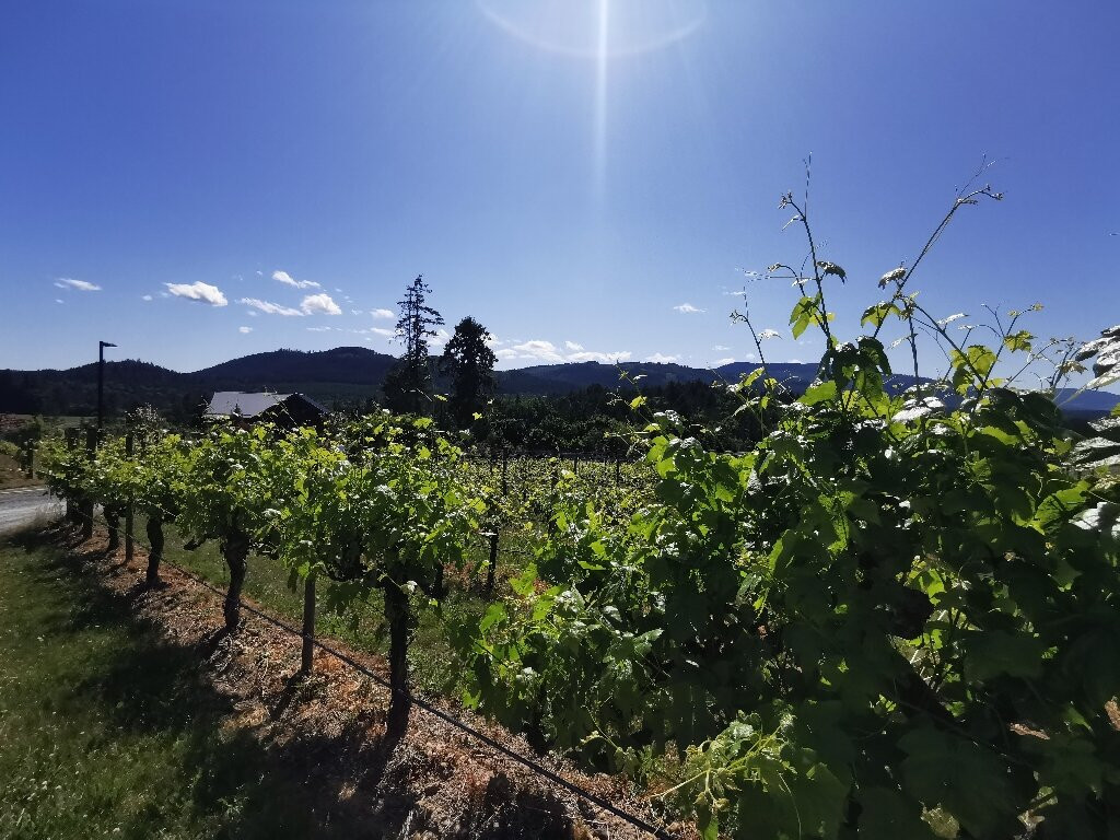 Blue Grouse Estate Winery and Vineyard景点图片