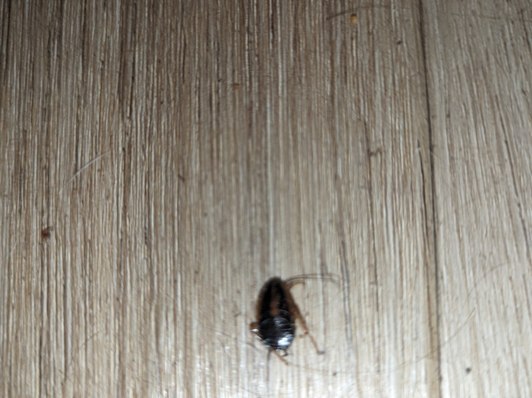 Econo Lodge Inn & Suites主图