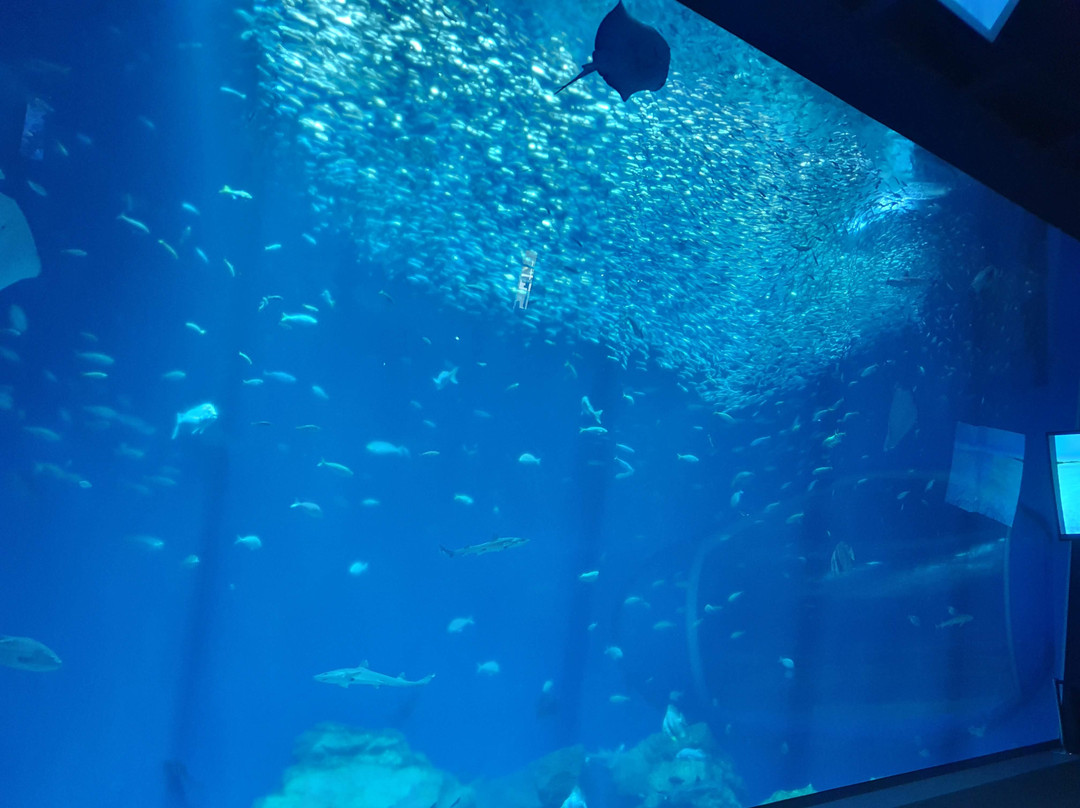 Aqua World Ibaraki Prefectural Oarai Aquarium景点图片