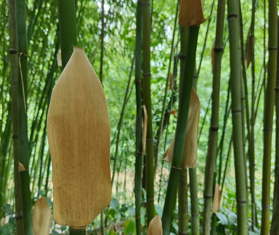 Jardin zen d'Erik Borja景点图片