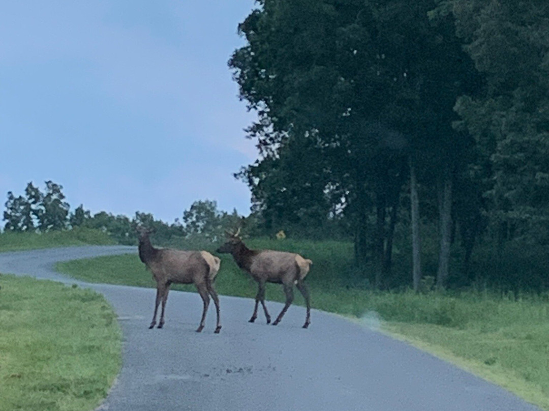 The Elk and Bison Prairie-Golden Pond必去景点