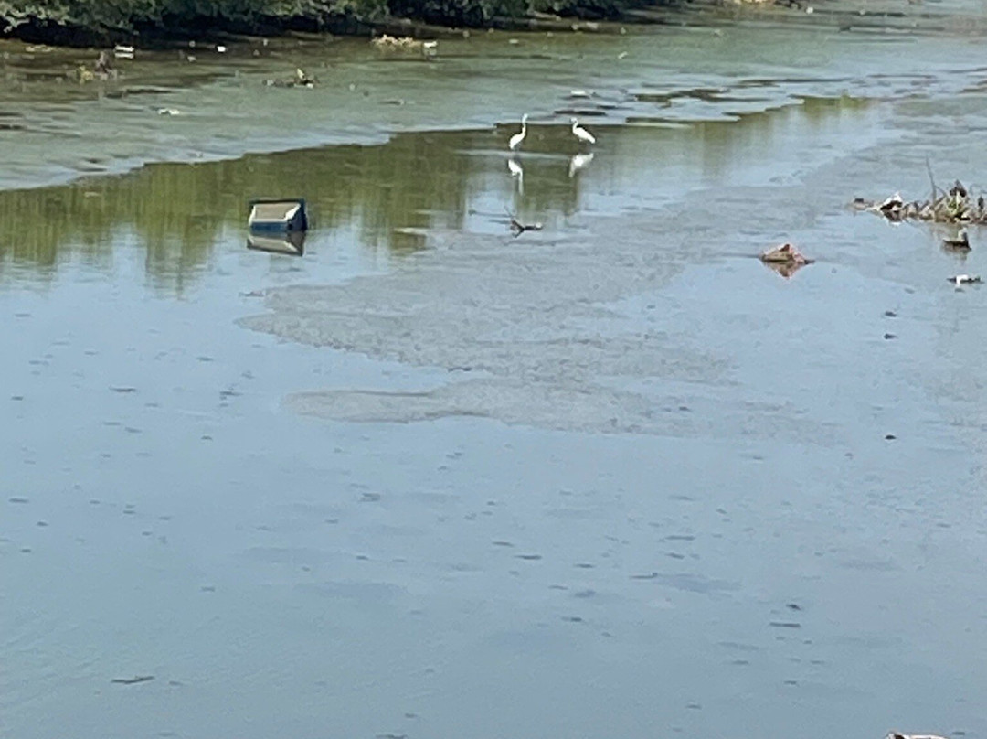 Ekowisata Mangrove Wonorejo-泗水必去景点