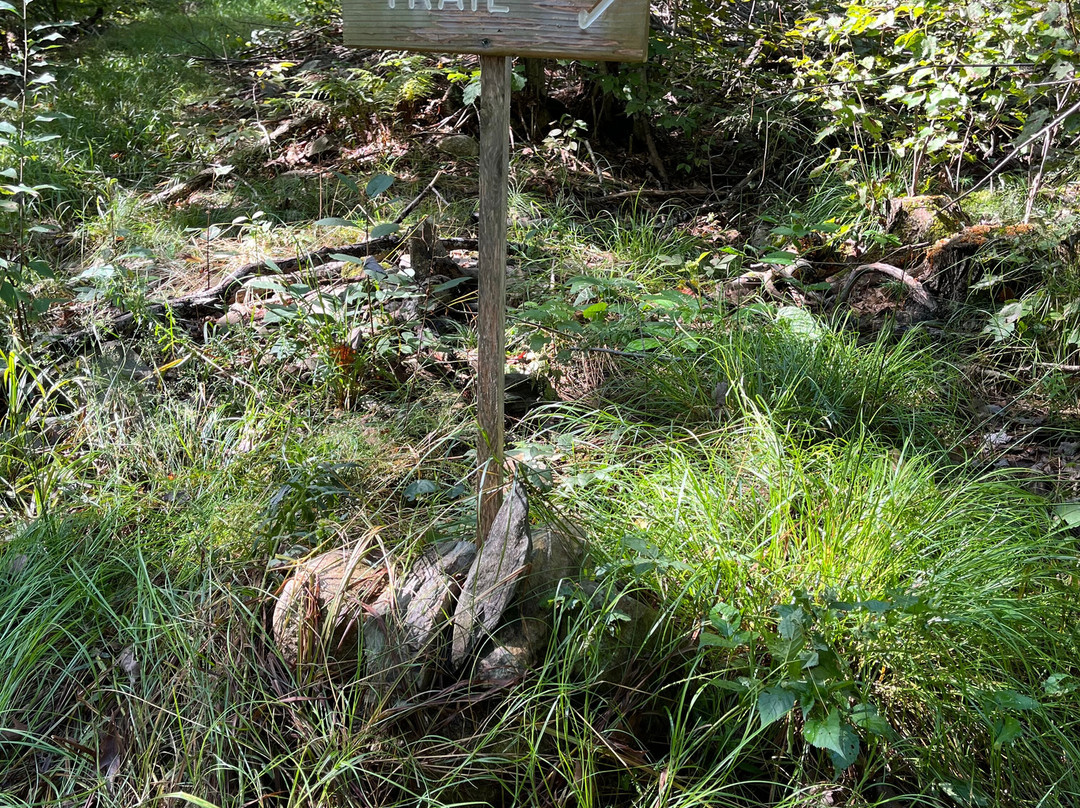 Newichawannock Woods景点图片