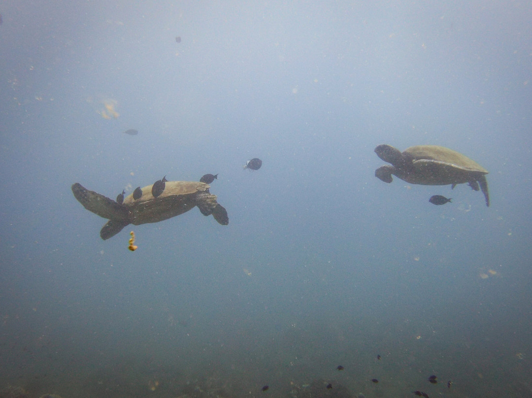 Bubbles Below Scuba Charters-埃里埃利必去景点