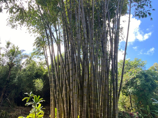 Maui Seasons-毛伊岛必去景点