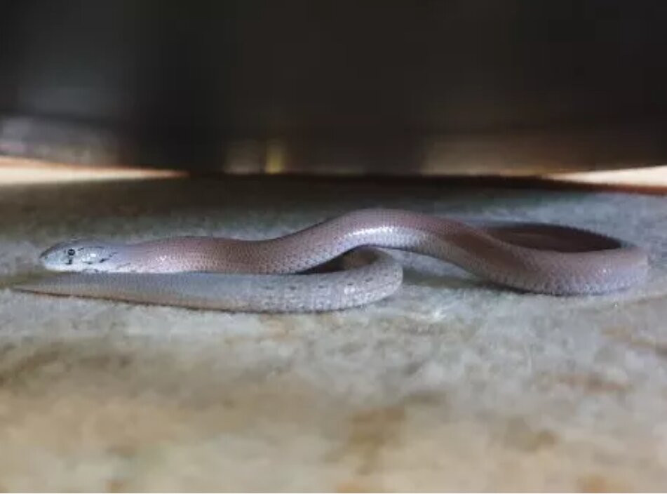 Legend Sarovar Portico, Baddi主图