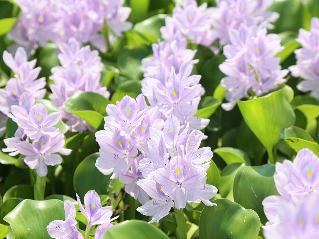 Michi-no-Eki Doyo no Furusato Otone-加须市必去景点