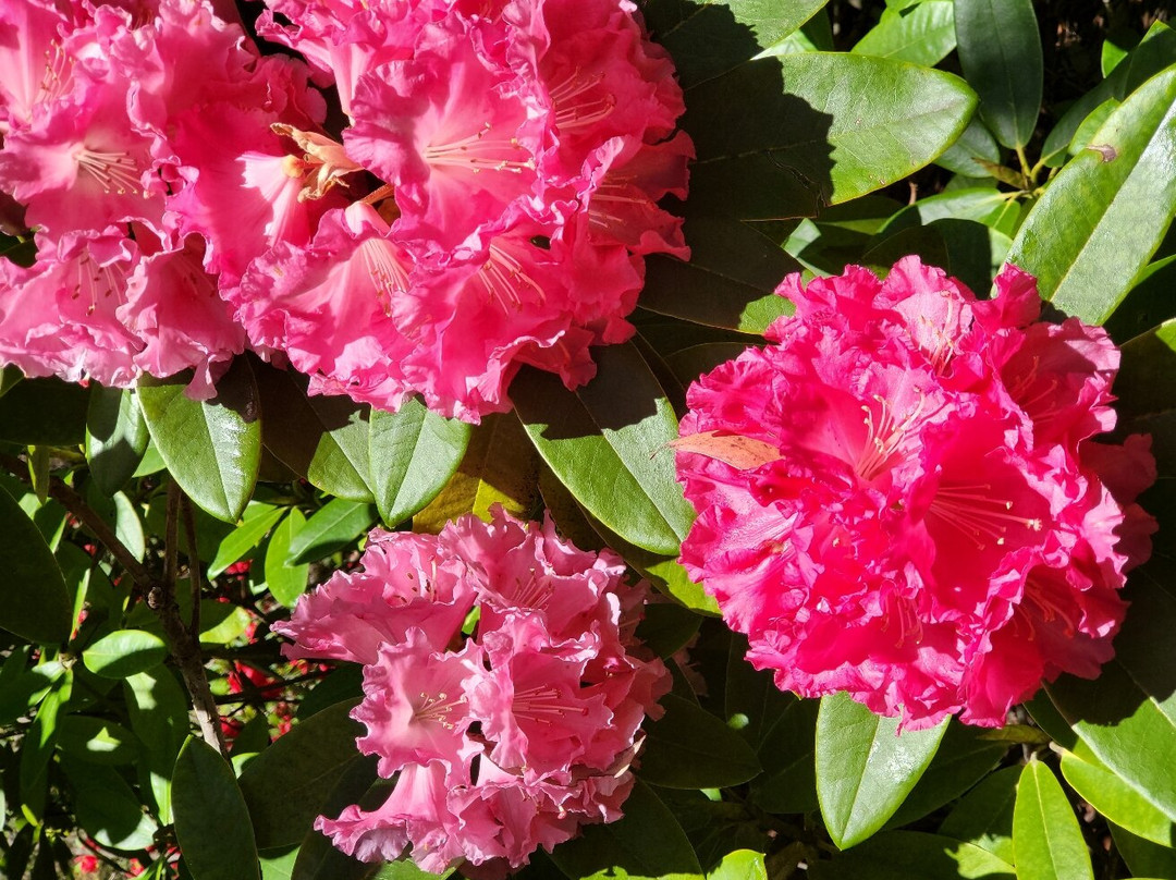 The Campbell Rhododendron Gardens-布莱克希思必去景点
