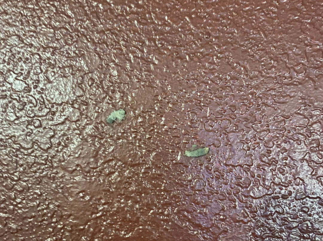 Red Roof Inn Austin - Round Rock主图