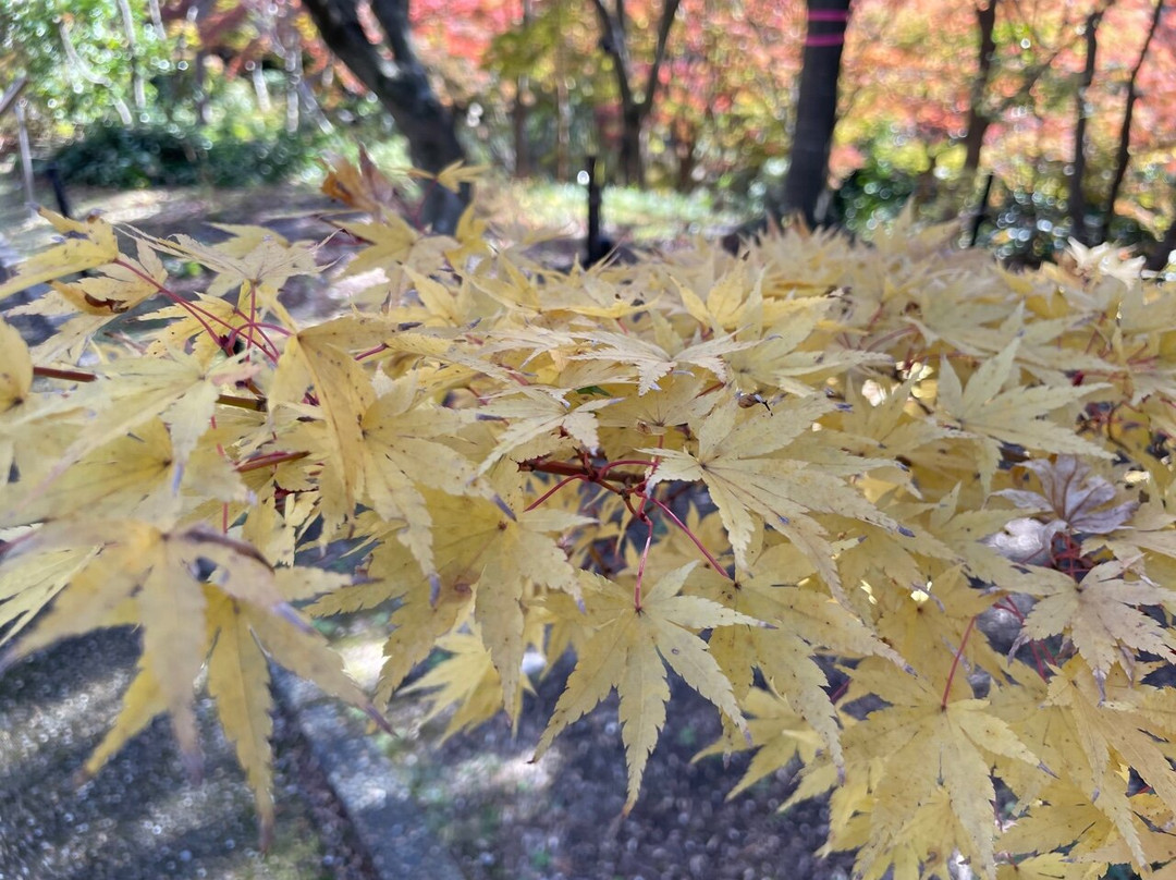 Uji City Botanical Park-宇治市必去景点