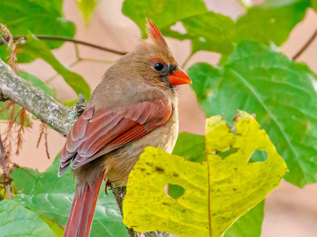 Norman Bird Sanctuary-米德尔敦必去景点