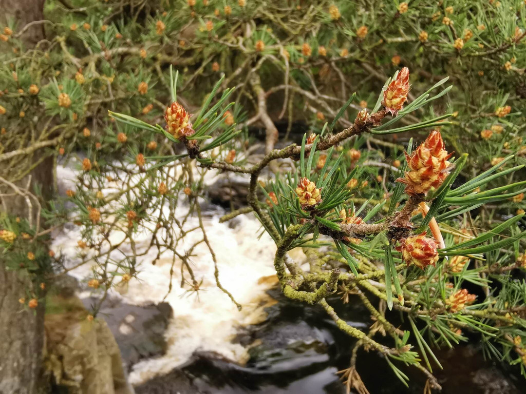 Low force-Middleton in Teesdale必去景点