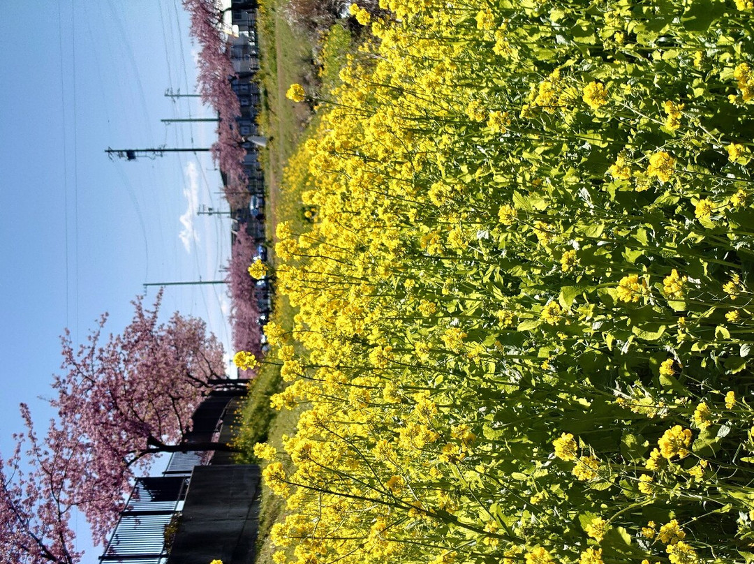 Saikosegawazoi no Kawazu Zakura-丰川市必去景点