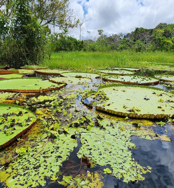 Kambo Jungle Expeditions-伊基托斯必去景点