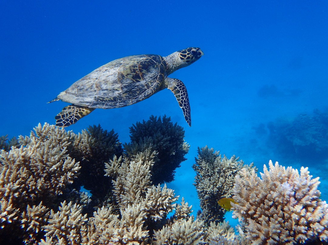 Pirate Boat Trips-赫尔格达必去景点