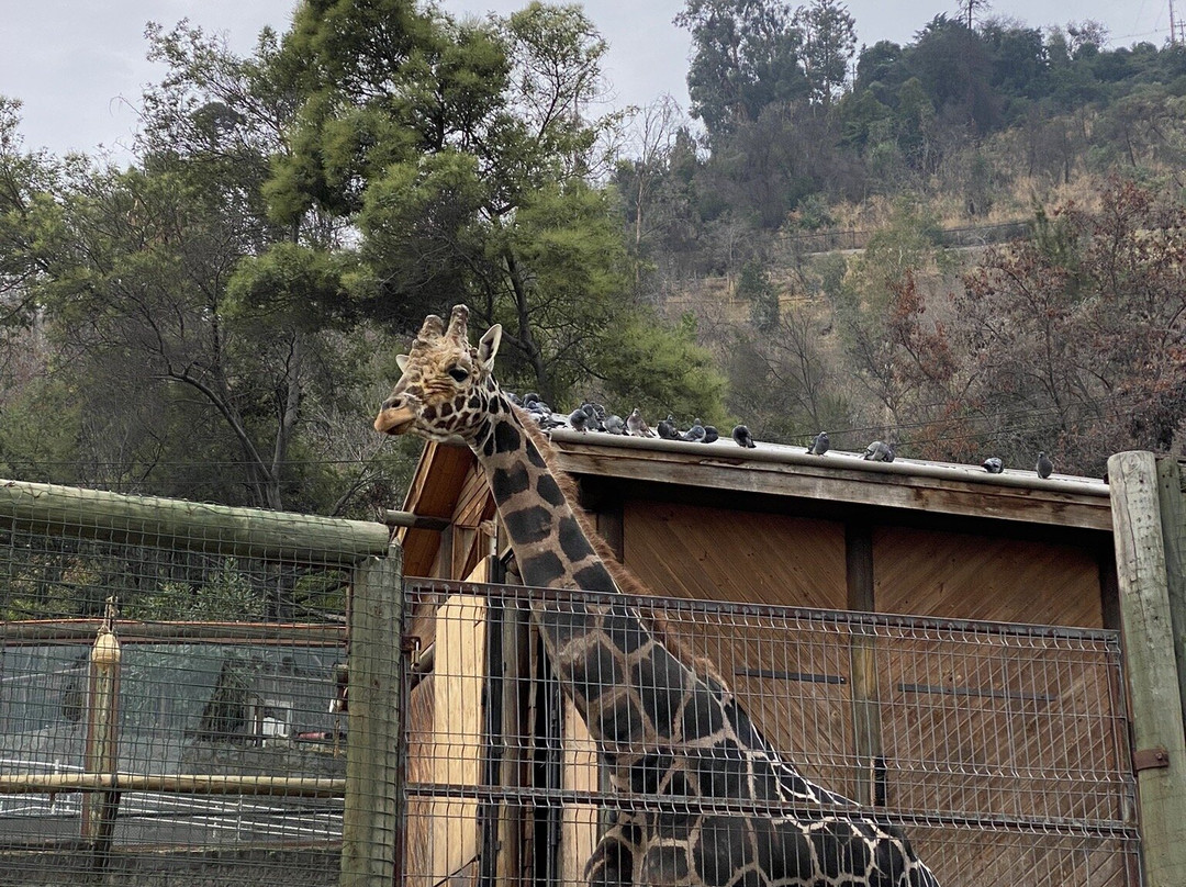 Zoológico Nacional de Chile景点图片
