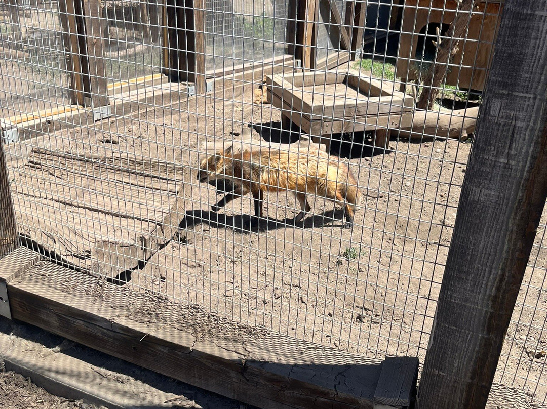Big Bear Alpine Zoo at Moonridge-大熊湖必去景点