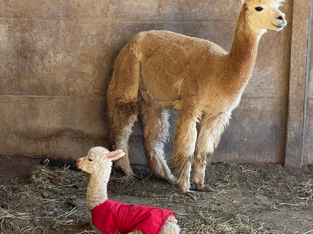 Quintessence Alpacas-Llaillay必去景点