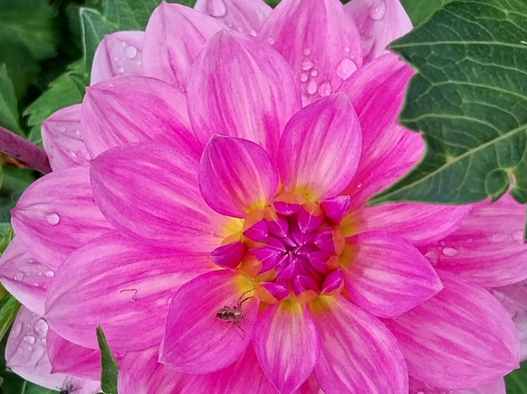 The Garden at Miserden景点图片