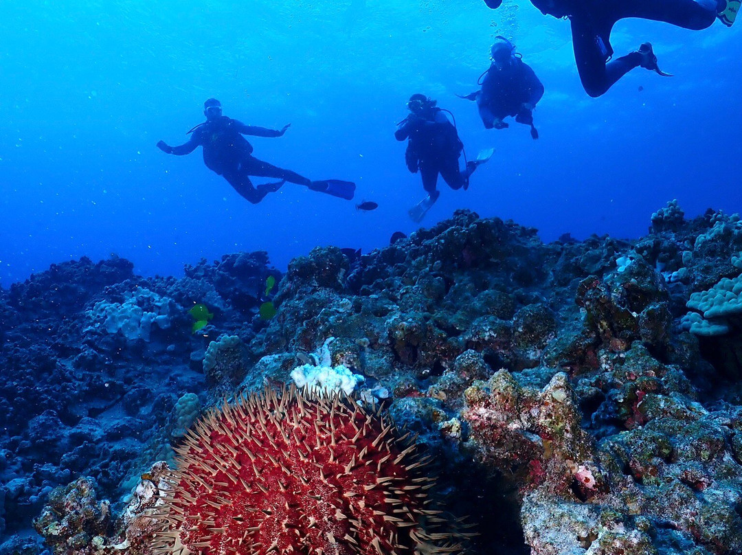 Maui Diamond Sea Sports景点图片