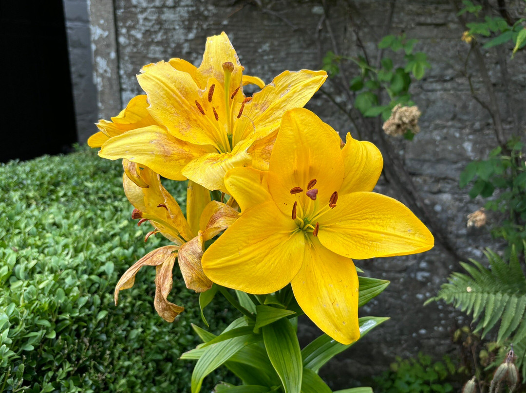 Pitmuies Gardens-Forfar必去景点