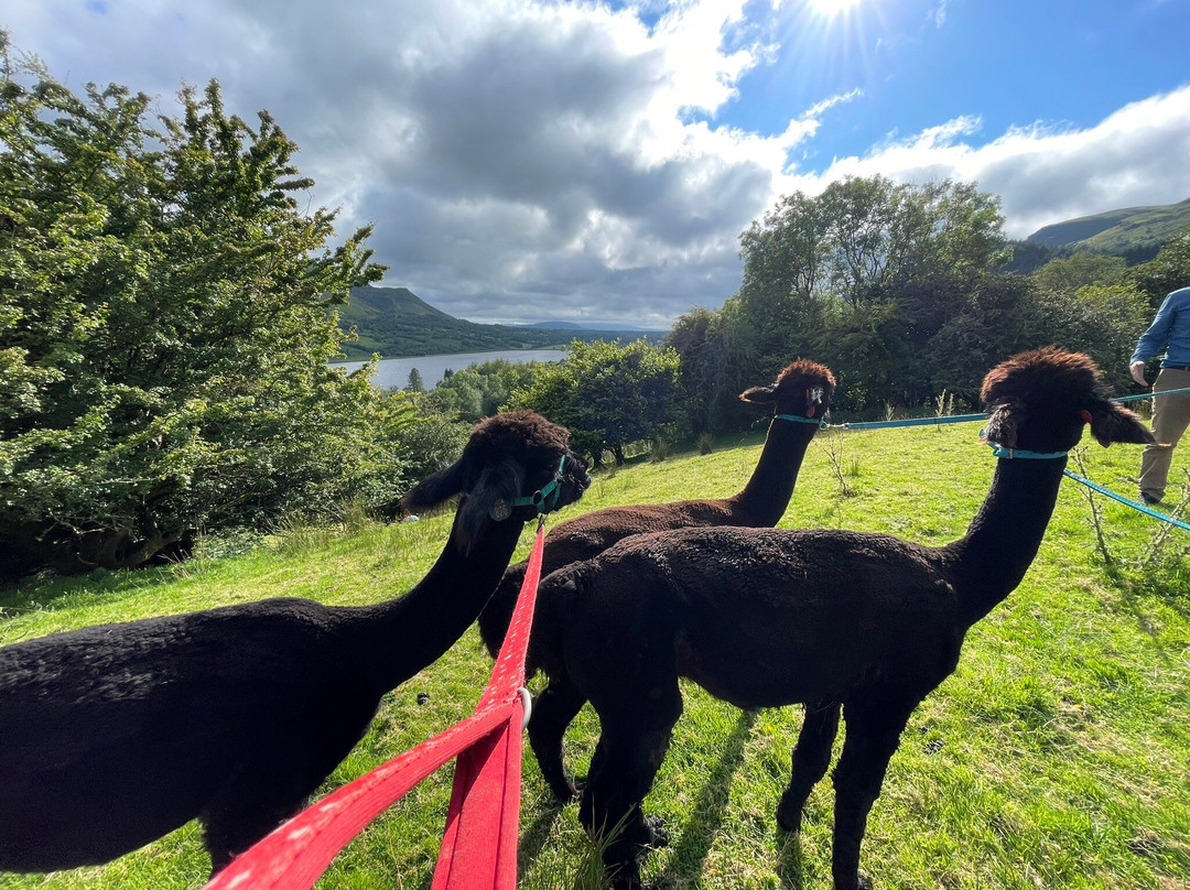 Glencar Alpacas景点图片