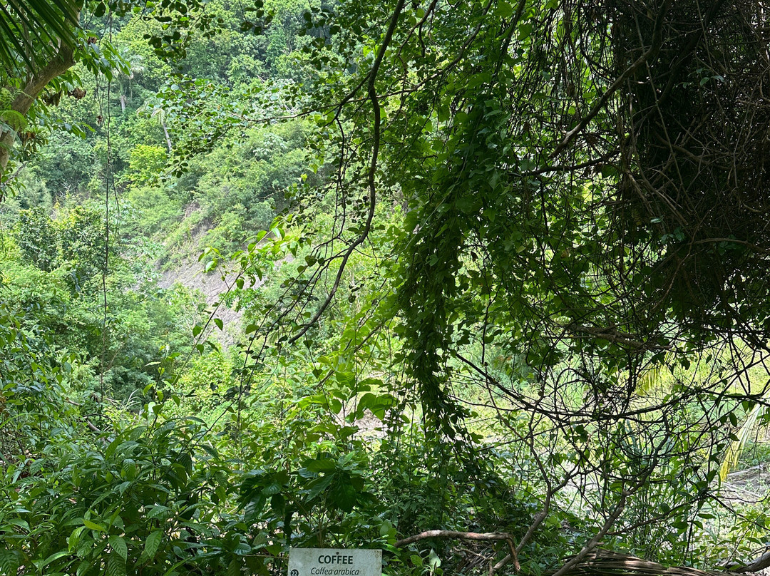 Coco Hill Forest景点图片