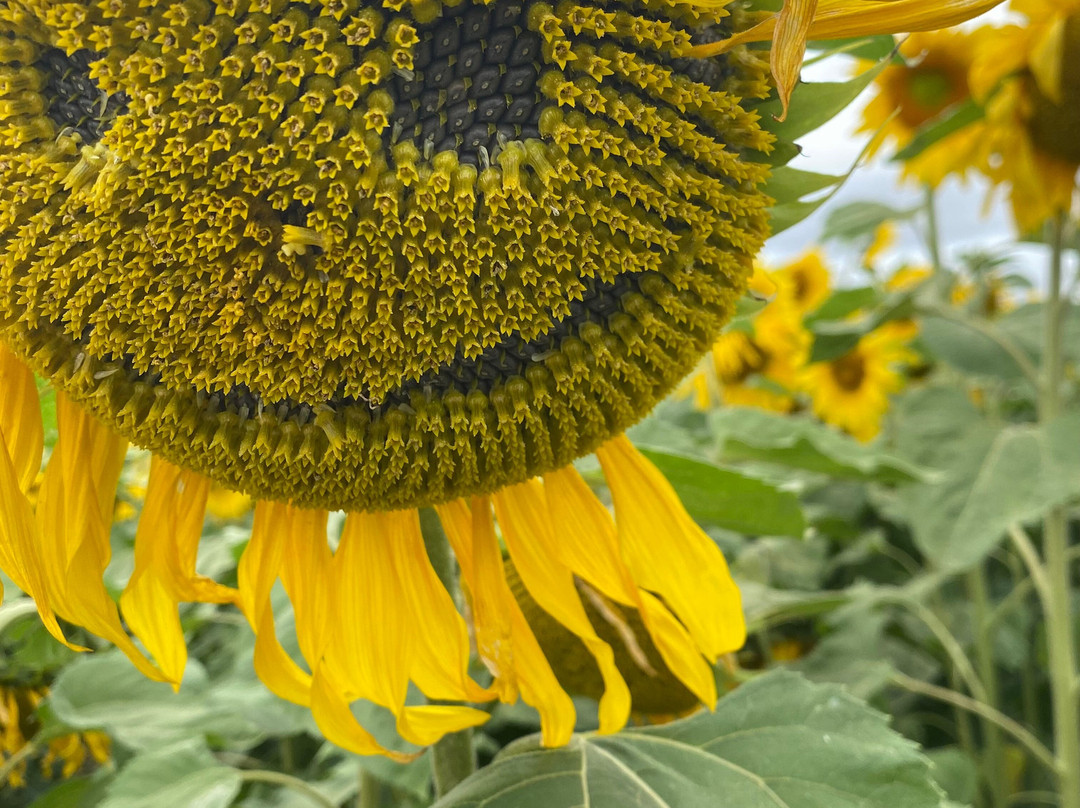 Writtle Sunflowers景点图片
