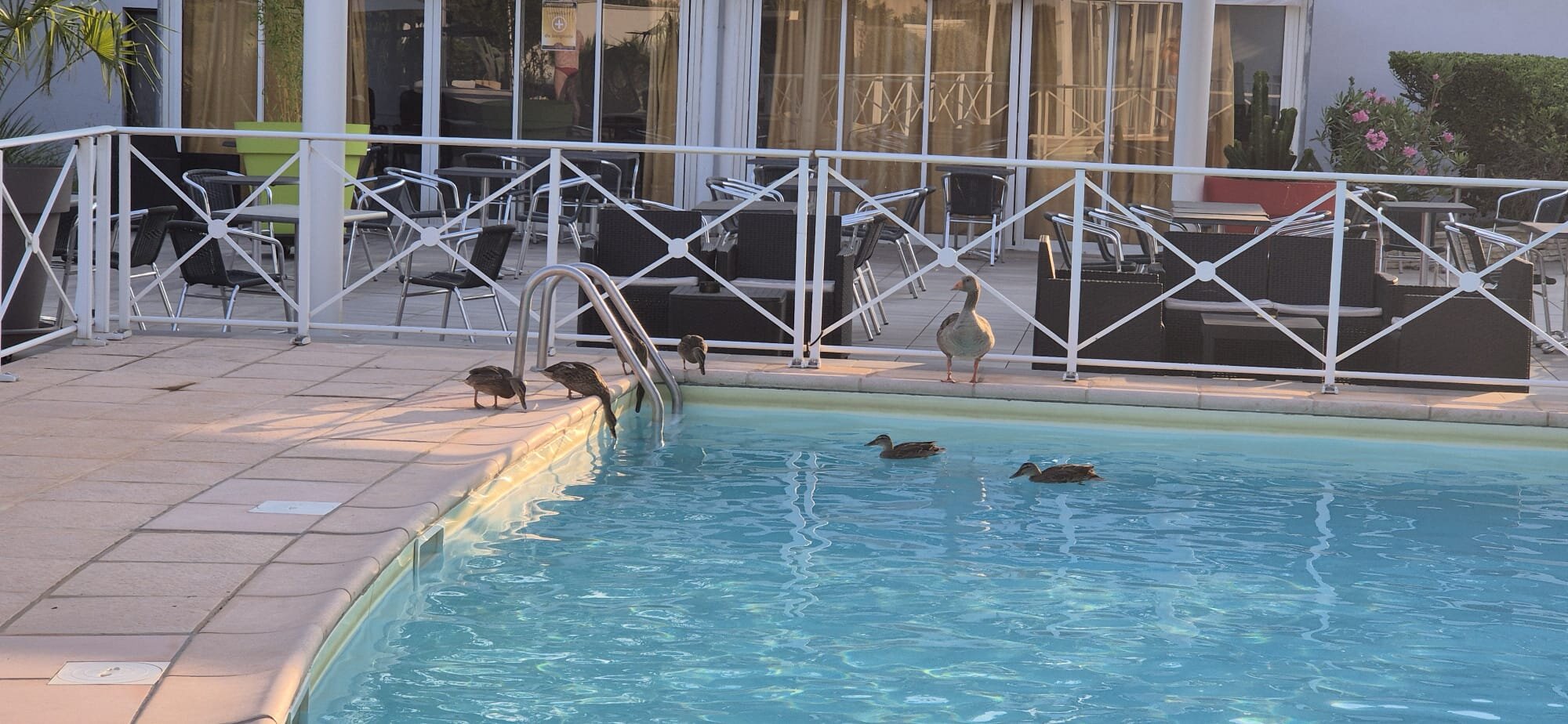 Hotel Le Phoebus Garden & Spa-泳池