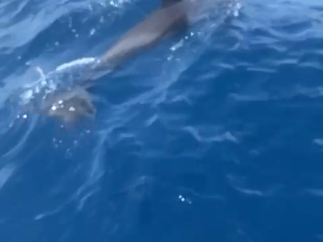 Dauphins Martinique-Trois-Ilets必去景点