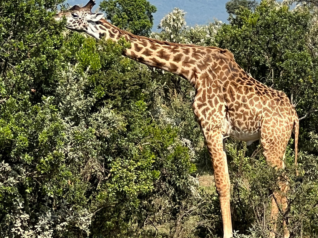 Top Africa Safaris-迪亚尼必去景点