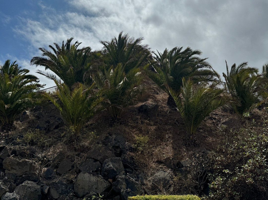 Parque Natural El Montillo-圣克鲁斯-德特内里费必去景点