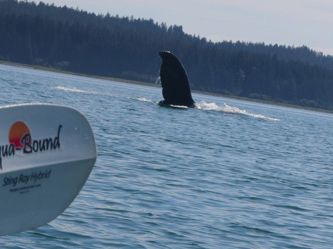 Glacier Bay Sea Kayaks-古斯塔夫斯必去景点