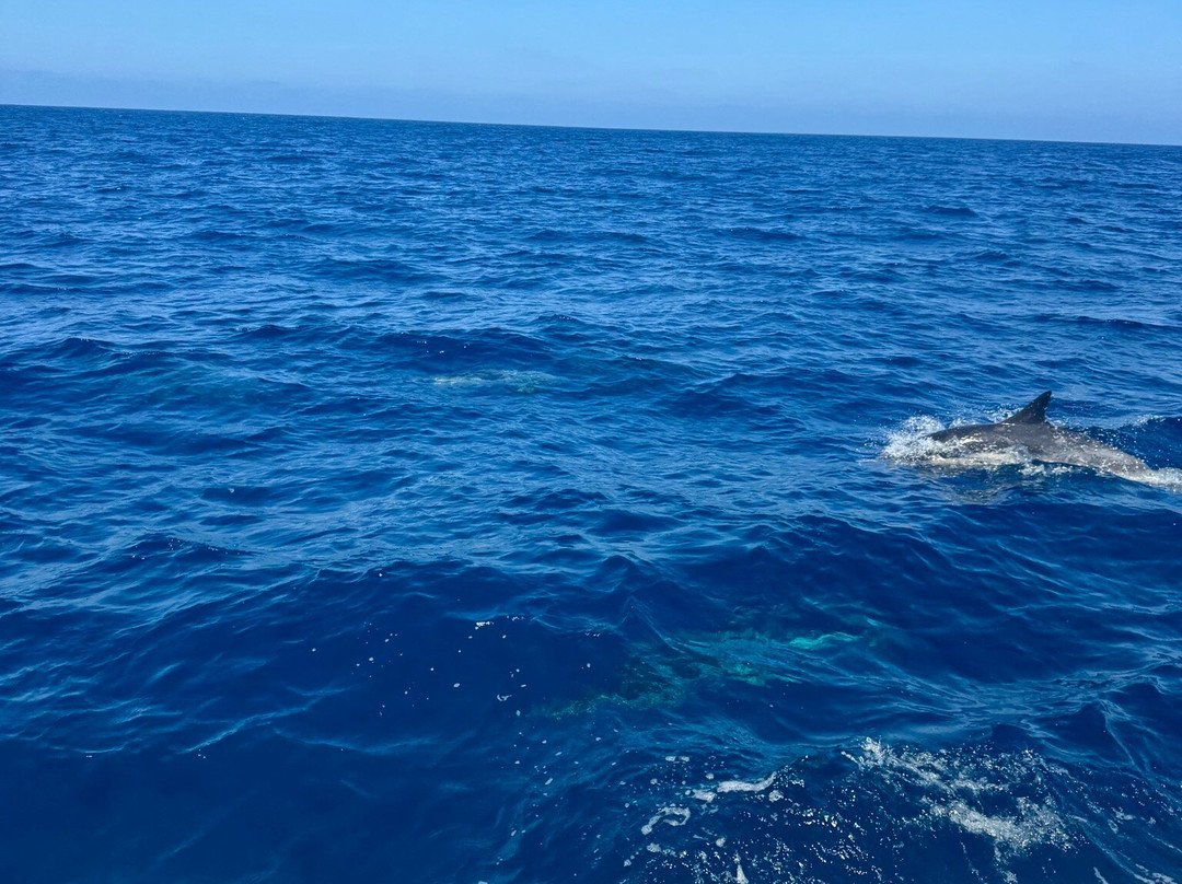 Legacy Whale Watch-圣地亚哥必去景点