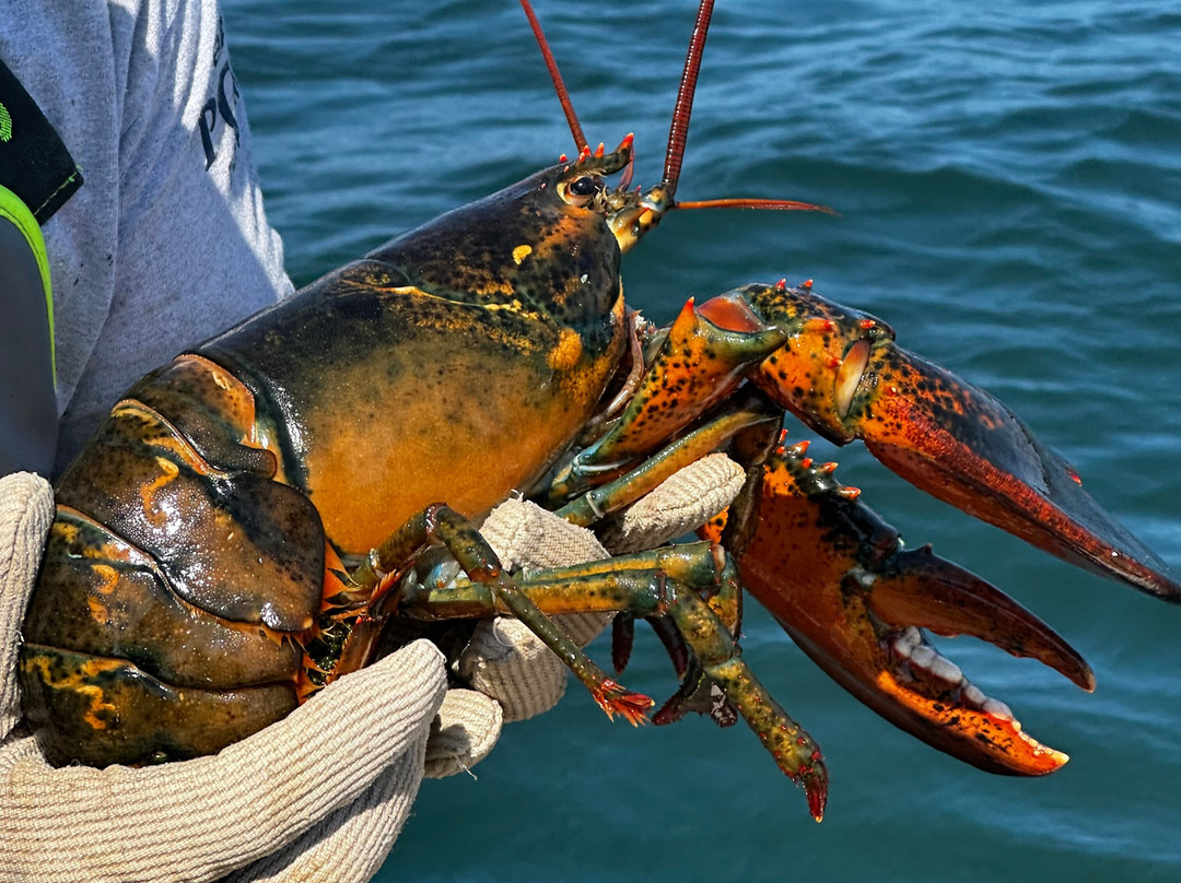 Swan's Island Charters-Swans Island必去景点