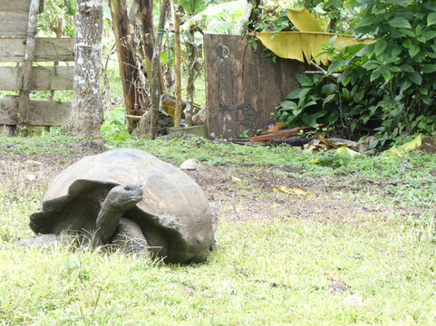 Nature Galapagos & Ecuador-基多必去景点