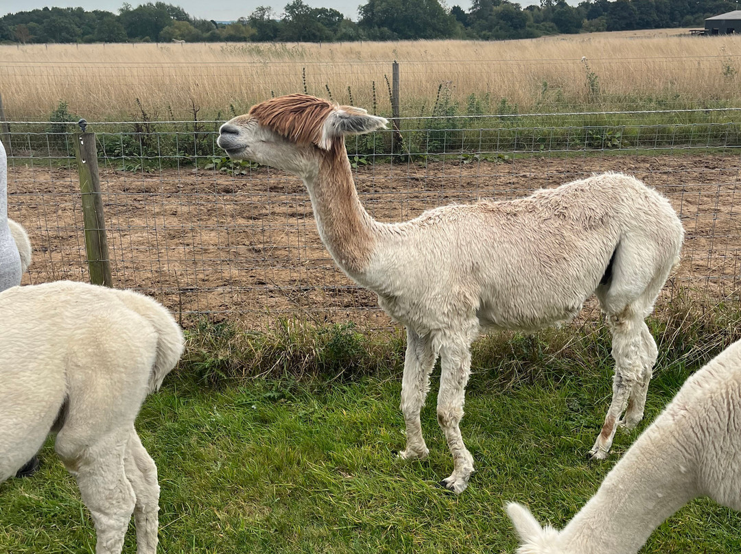Abbotts View Alpacas景点图片