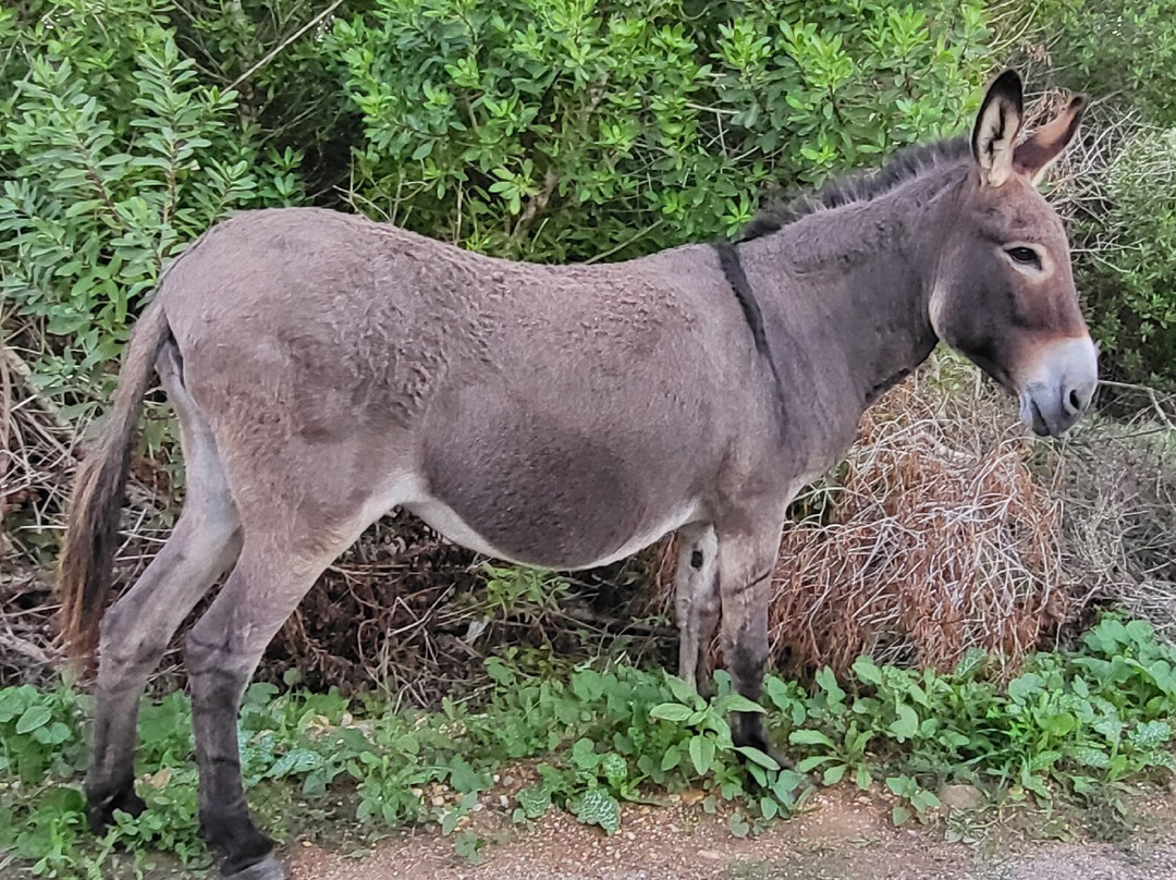 Agriturismo Ezzi Mannu主图